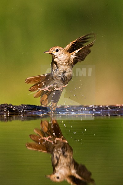 Nachtegaal bij drinkplaats; Common Nightingale at drinking site stock-image by Agami/Marc Guyt,