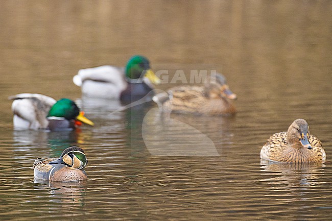  stock-image by Agami/Menno van Duijn,