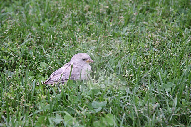 Huismus albino in gras; House Sparrow albino in gras stock-image by Agami/Chris van Rijswijk,