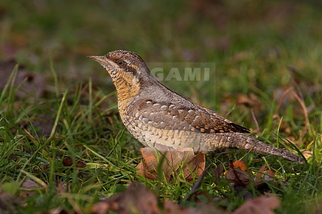 Draaihals foeragerend op de grond; Wryneck foraging on the ground stock-image by Agami/Daniele Occhiato,