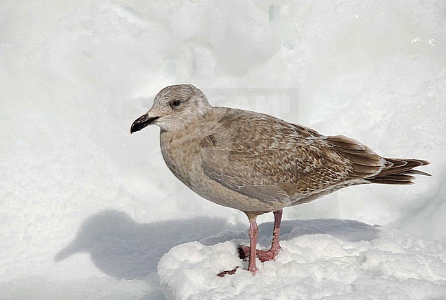 First-winter Slaty-backed Gull (Larus schistisagus) wintering in harbour of Rauso Hokkaido in Japan. stock-image by Agami/Dani Lopez-Velasco,