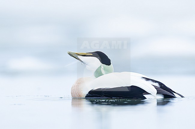 Eider, Common Eider, Somateria mollissima stock-image by Agami/Menno van Duijn,