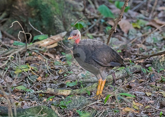 Micronesian Scrubfowl (Megapodius laperouse laperouse) on the Mariana Islands. stock-image by Agami/Pete Morris,