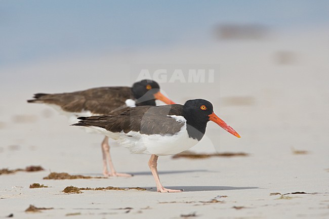 Twee Amerikaanse Bonte Scholeksters op het strand Yucatan Mexico, Two American Oystercatchers on the beach Yucatan Mexico stock-image by Agami/Wil Leurs,