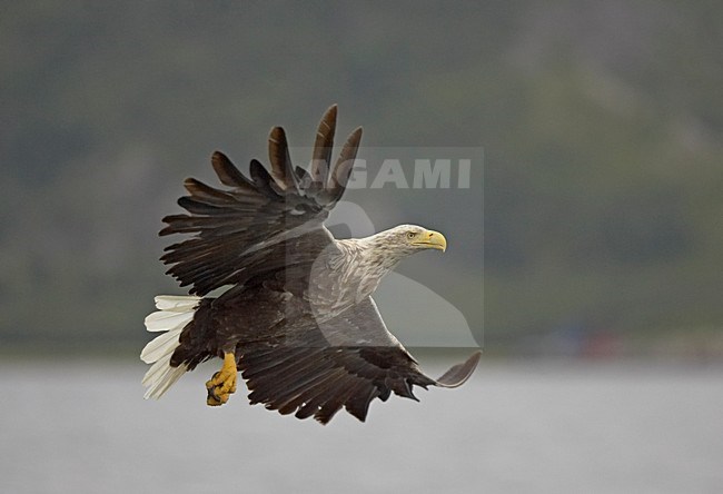 White-tailed Eagle adult flying; Zeearend volwassen vliegend stock-image by Agami/Jari Peltomäki,