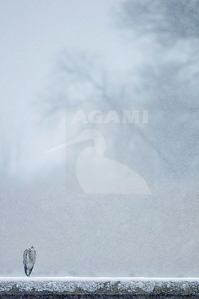 Grey Heron (Ardea cinerea) perched on ice stock-image by Agami/Ralph Martin,