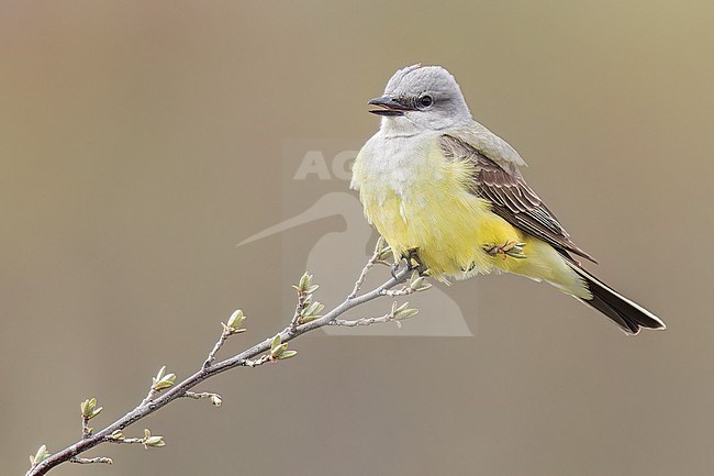 Western Kingbird (Tyrannus verticalis) perched on a branch in Manitoba, Canada stock-image by Agami/Glenn Bartley,