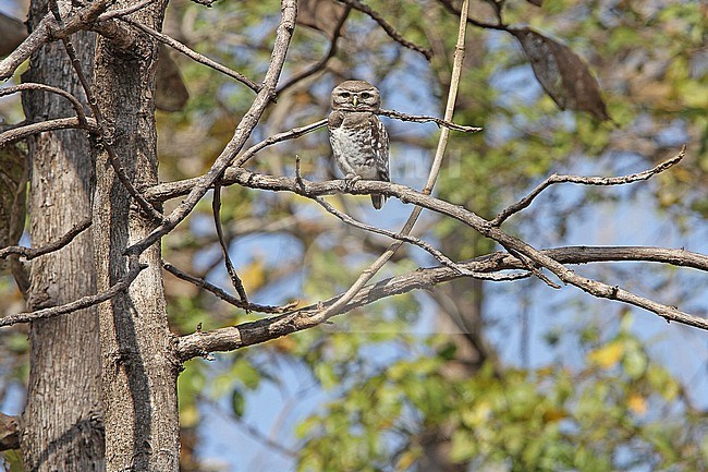 Forest owlet (Athene blewitti) perched in canopy in India. stock-image by Agami/James Eaton,
