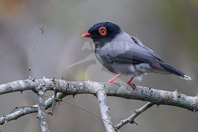 Gabela Helmetshrike (Prionops gabela) perched on a branch in Angola. stock-image by Agami/Dubi Shapiro,