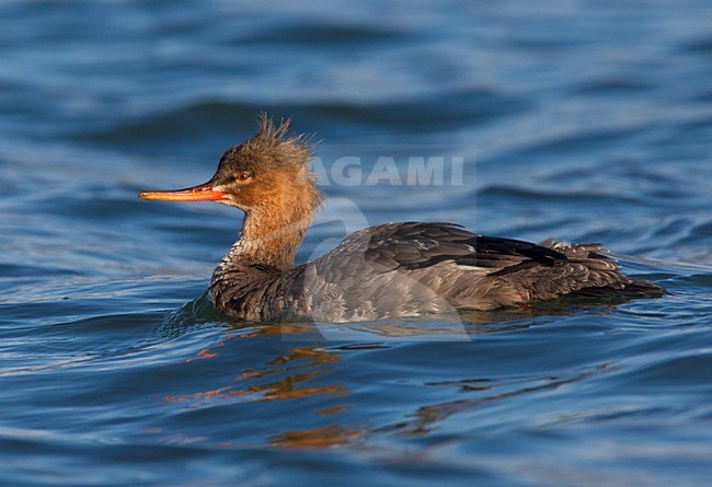 Vrouwtje Middelste Zaagbek, Female Red-breasted Merganser stock-image by Agami/Daniele Occhiato,