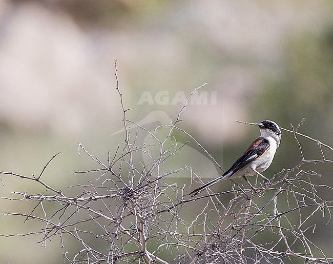 Adult Bay-backed Shrike (Lanius vittatus) in Iran. stock-image by Agami/Pete Morris,