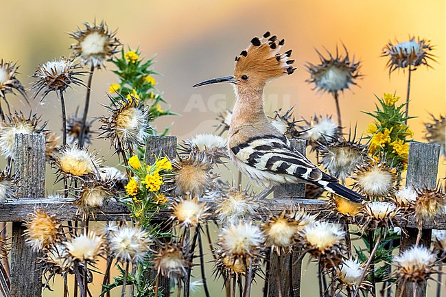Eurasian Hoopoe (Upupa epops) in Italy. stock-image by Agami/Daniele Occhiato,