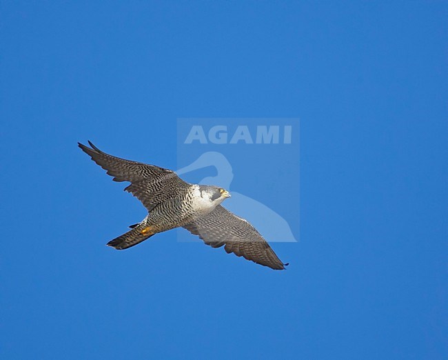 Volwassen Slechtvalk in vlucht; Adult Peregrine Falcon in flight stock-image by Agami/Markus Varesvuo,