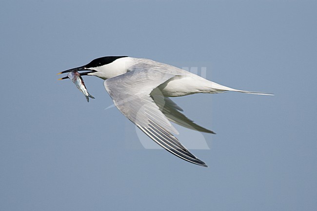 Grote stern volwassen vliegend met vis; Sandwich Tern adult flying with fish stock-image by Agami/Menno van Duijn,