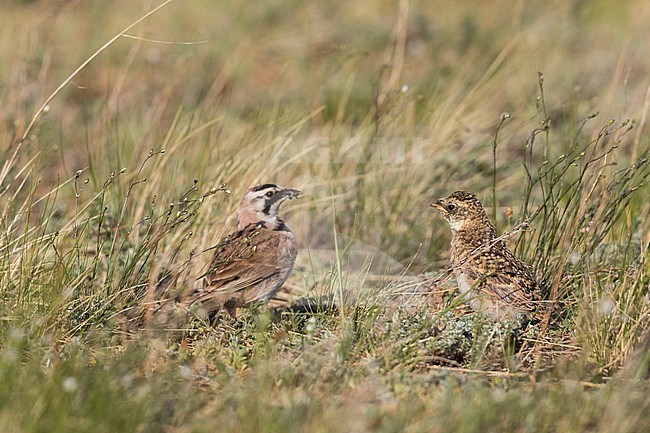 Steppe Horned Lark, Eremophila alpestris brandtii, Russia (Baikal), adult feeding chick stock-image by Agami/Ralph Martin,