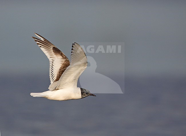 Dwegmeeuw in vlucht; Little Gull in flight stock-image by Agami/Markus Varesvuo,