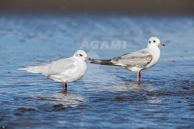 Mediterranean Gull (Ichthyaetus melanocephalus), side view of an adult in winter plumage standing in the water together with a Black-headed Gull, Campania, Italy stock-image by Agami/Saverio Gatto,