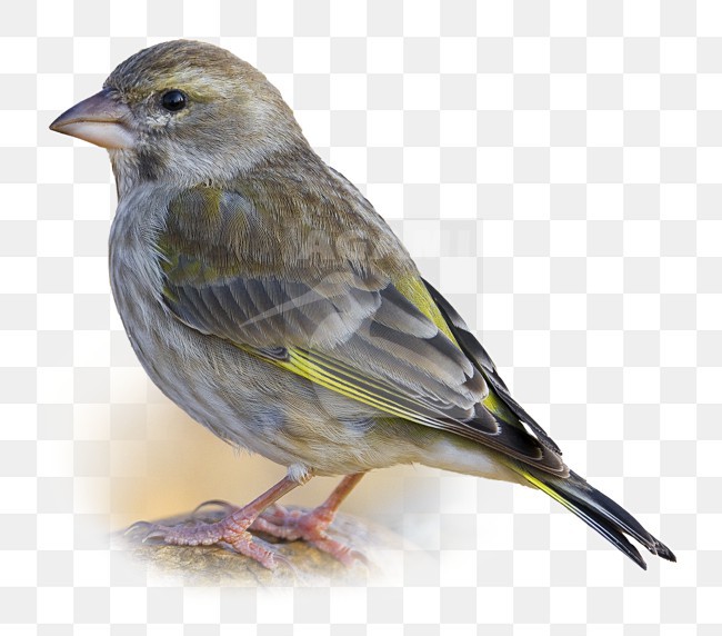 Juveniele Groenling op steen; Juvenile European Greenfinch perched on a rock stock-image by Agami/Daniele Occhiato,