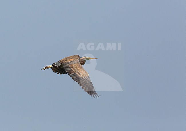 Second calendar year Purple Heron (Ardea purpurea) showing upper wing flying above Moroccan swamp. stock-image by Agami/Edwin Winkel,