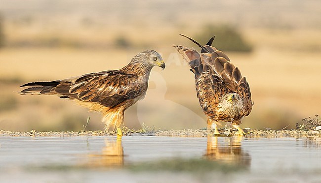 Two drinking Red Kite´s during sunset on the steppe of the Monegros in Spain stock-image by Agami/Onno Wildschut,