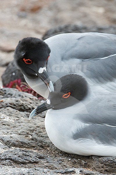 A pair of swallow-tailed gulls, Larus furcatus. South Plaza Island, Galapagos, Ecuador stock-image by Agami/Sergio Pitamitz,