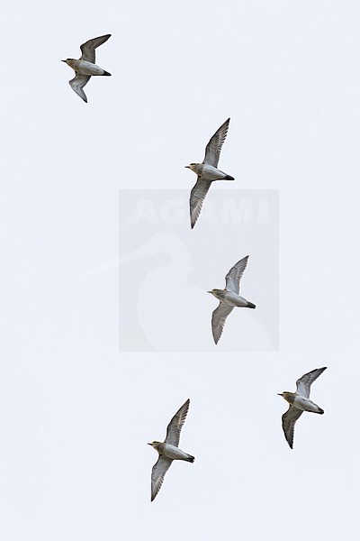 flock of european golden plover (pluvialis apricaria) in flight during autumn migration, found at Fehmarn at the Baltic Sea in Germany stock-image by Agami/Mathias Putze,