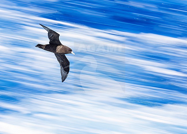 Black Petrel, Procellaria parkinsoni, at sea north of New Zealand. Also called the Parkinson's petrel. Photographed with slow shutter speed. stock-image by Agami/Marc Guyt,