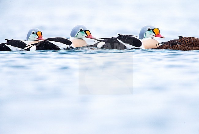 King Eider (Somateria spectabilis) swimming in the harbour of Vadso, Varangerfjord, in arctic Norway.Three males and one female. stock-image by Agami/Marc Guyt,