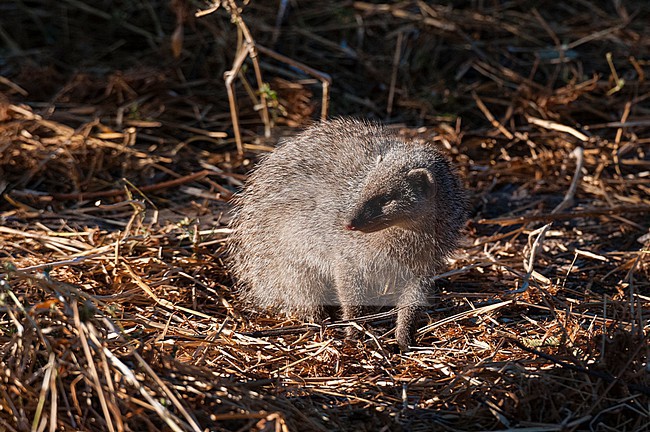 Portrait of a slender mongoose, Herpestes sanguineus. Khwai Concession Area, Okavango Delta, Botswana. stock-image by Agami/Sergio Pitamitz,