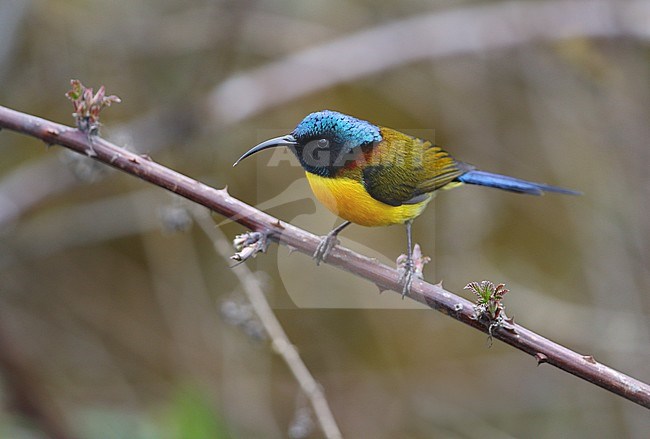 Male Green-tailed Sunbird (Aethopyga nipalensis) perched on a branch in India. Also known as Nepal yellow-backed sunbird. stock-image by Agami/James Eaton,