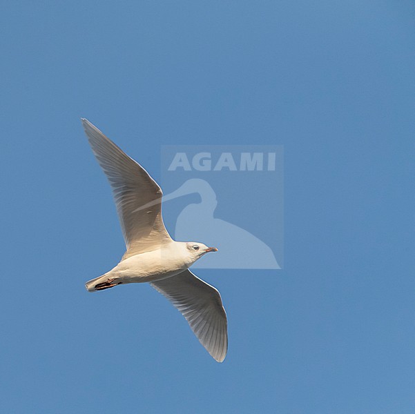Adult Mediterranean Gull (Ichthyaetus melanocephalus) in winter plumage migrating overhead, along the Black Sea coast near Lake Durankulak in Bulgaria. stock-image by Agami/Marc Guyt,