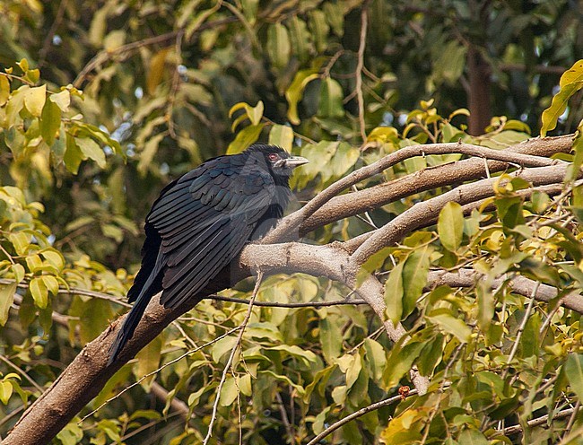 Asian Koel (Eudynamys scolopaceus scolopaceus) sitting in the sun, on a branch, in a tree. Side view of a male. stock-image by Agami/Marc Guyt,