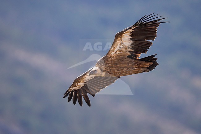Vale Gier in vlucht, Griffon Vulture in flight stock-image by Agami/Daniele Occhiato,