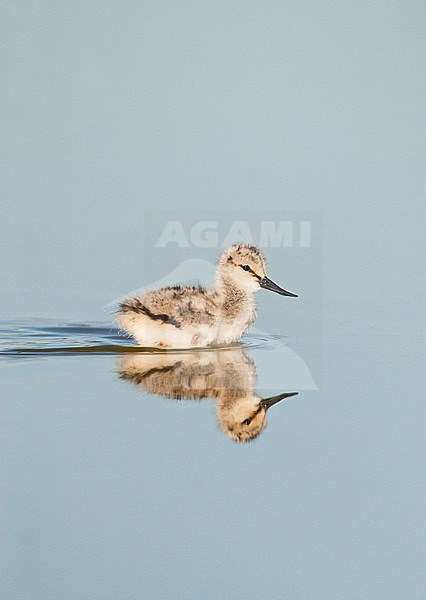 Jonge Kluut in het Wagenjot, Texel; Pied Avocet chick on Texel, Netherlands stock-image by Agami/Marc Guyt,