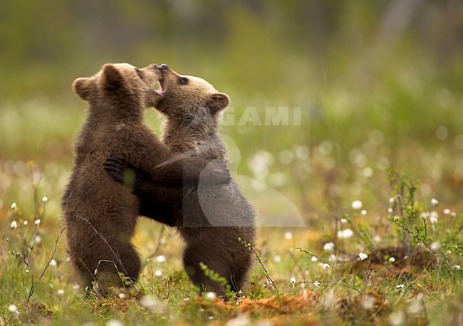 Bruine Beerjongen spelend, Brown Bear cubs playing stock-image by Agami/Danny Green,