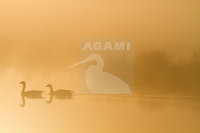 Canadese Gans in ochtendnevel; Canada Goose in morning fog stock-image by Agami/Menno van Duijn,