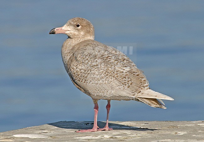 Onvolwassen Grote Burgemeester; Immature Glaucous Gull stock-image by Agami/Pete Morris,