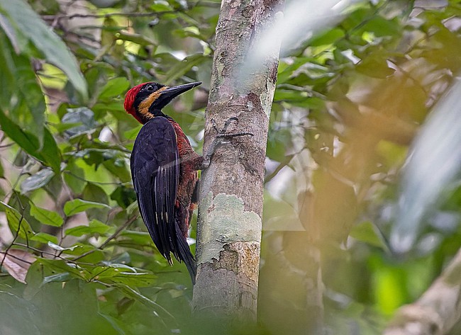 Splendid Woodpecker, Campephilus splendens, in Panama. stock-image by Agami/Pete Morris,