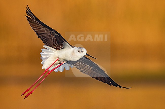 Black-winged Stilt (Himantopus himantopus) in Italy. stock-image by Agami/Daniele Occhiato,