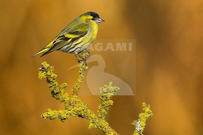 Male Eurasian Siskin, Spinus spinus, in Italy. stock-image by Agami/Daniele Occhiato,