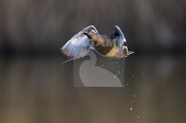 Vliegend mannetje Zomertaling, Garganey male in flight stock-image by Agami/Daniele Occhiato,