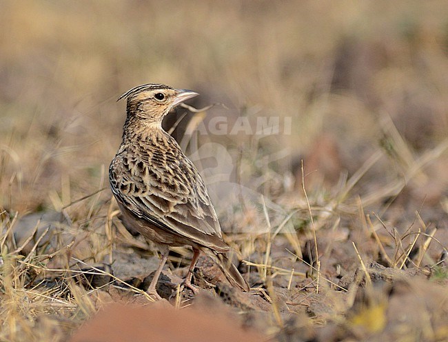 Sykes's Lark (Galerida deva) at Banti Grasslands, Bhuj, Gujarat, India. stock-image by Agami/Laurens Steijn,