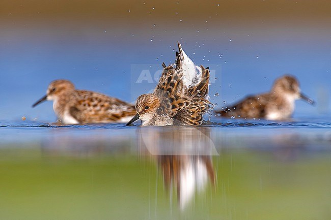 Migrant Little Stint (Calidris minuta) in Italy. stock-image by Agami/Daniele Occhiato,