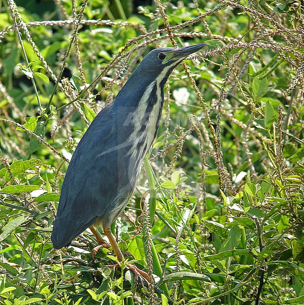 Adult Dwarf Bittern, Ixobrychus sturmii, in Uganda. stock-image by Agami/Pete Morris,