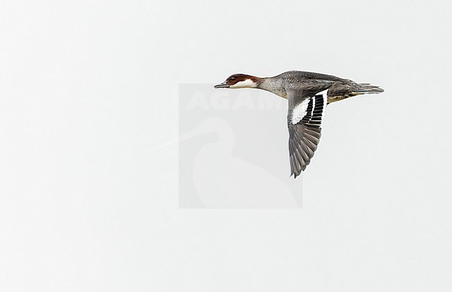 Wintering Smew (Mergellus albellus) in the Netherlands. Female in flight. stock-image by Agami/Marc Guyt,