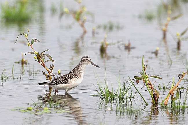 A Broad-billed Sandpiper (Calidris falcinellus) is seen standing in a wet patch of a farmers field. stock-image by Agami/Jacob Garvelink,