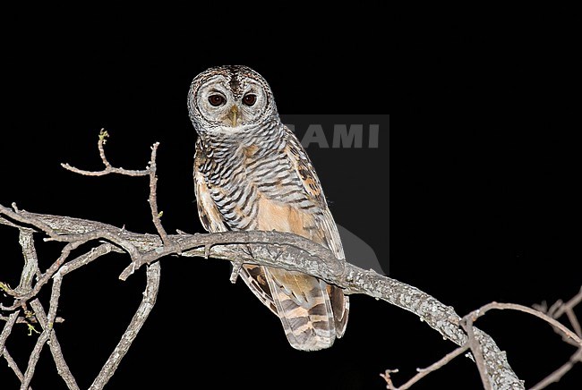 Chaco Owl (Strix chacoensis) in Paraguay. Perched in a tree during the night. stock-image by Agami/Pete Morris,