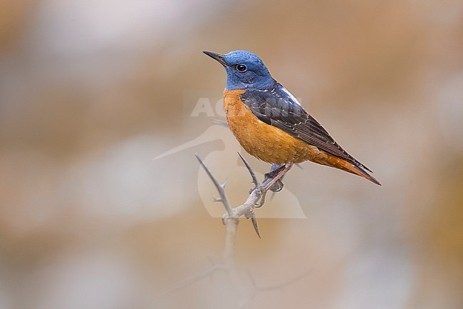 Rock Thrush; Monticola saxatilis stock-image by Agami/Daniele Occhiato,