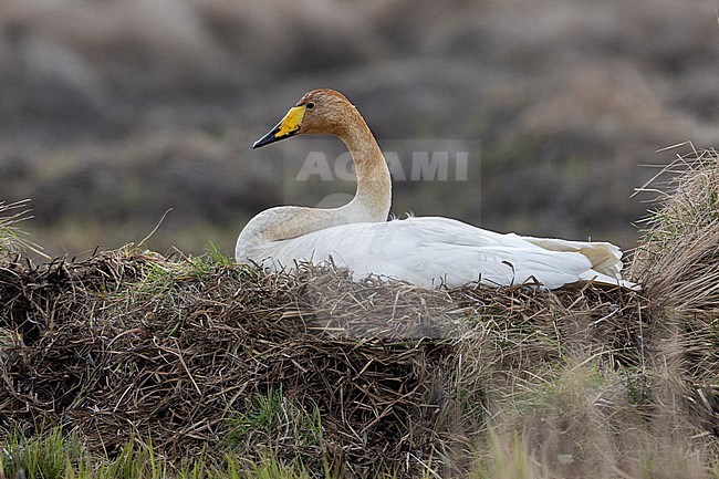 Whooper Swan (Cygnus cygnus), adult sitting on the nest, Western Region, Iceland stock-image by Agami/Saverio Gatto,
