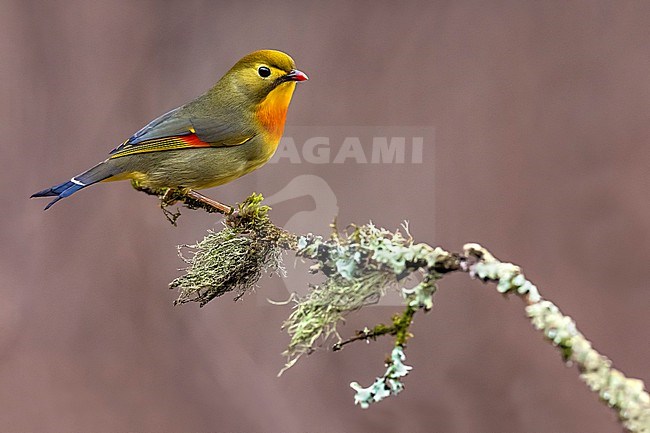 Introduced Red-billed Leiothrix (Leiothrix lutea) in Italy. stock-image by Agami/Daniele Occhiato,